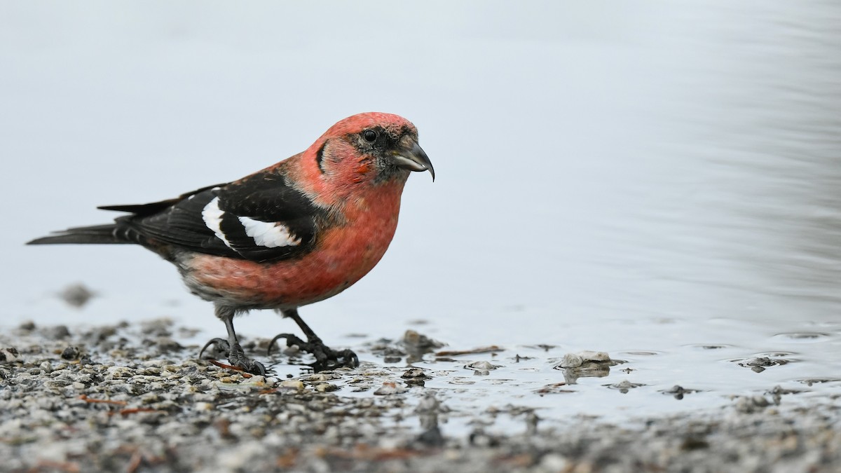 White-winged Crossbill - ML416810491