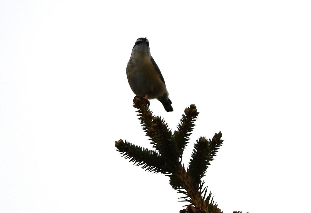 Red-breasted Nuthatch - ML416810741