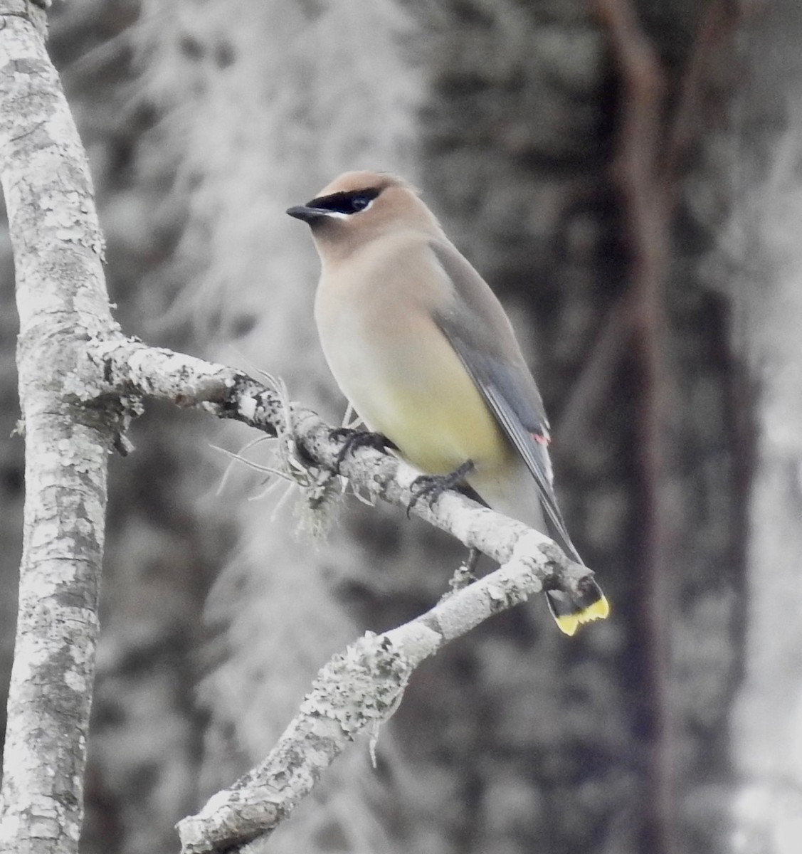 Cedar Waxwing - ML416811151