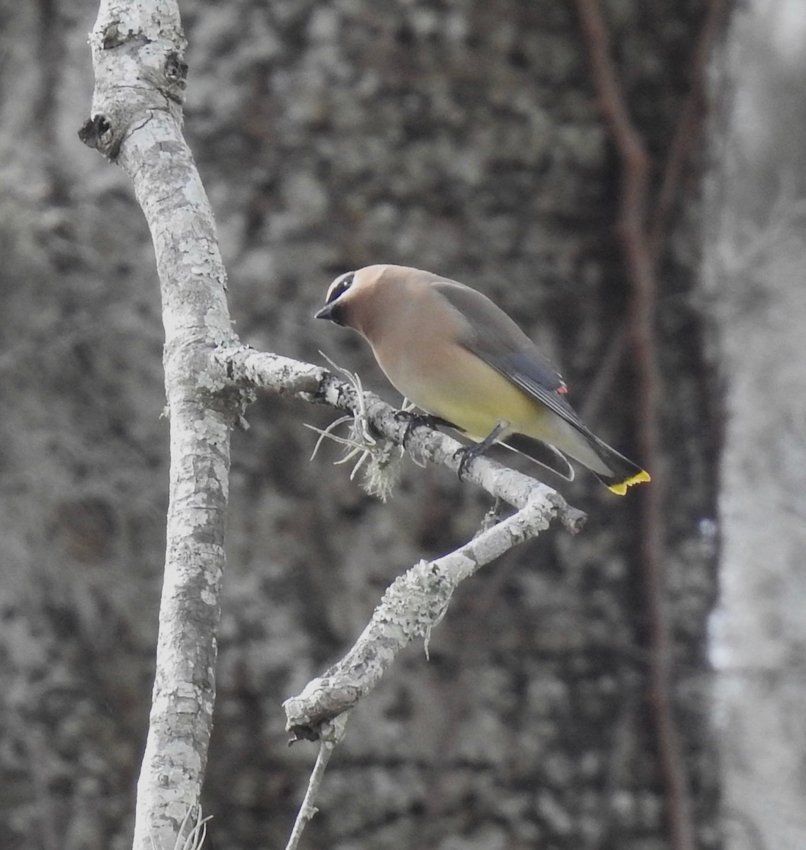 Cedar Waxwing - ML416811161