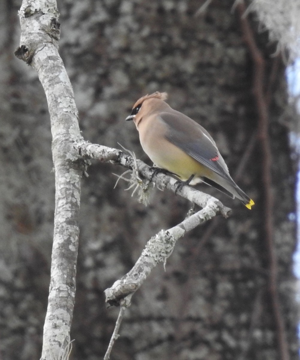 Cedar Waxwing - ML416811171