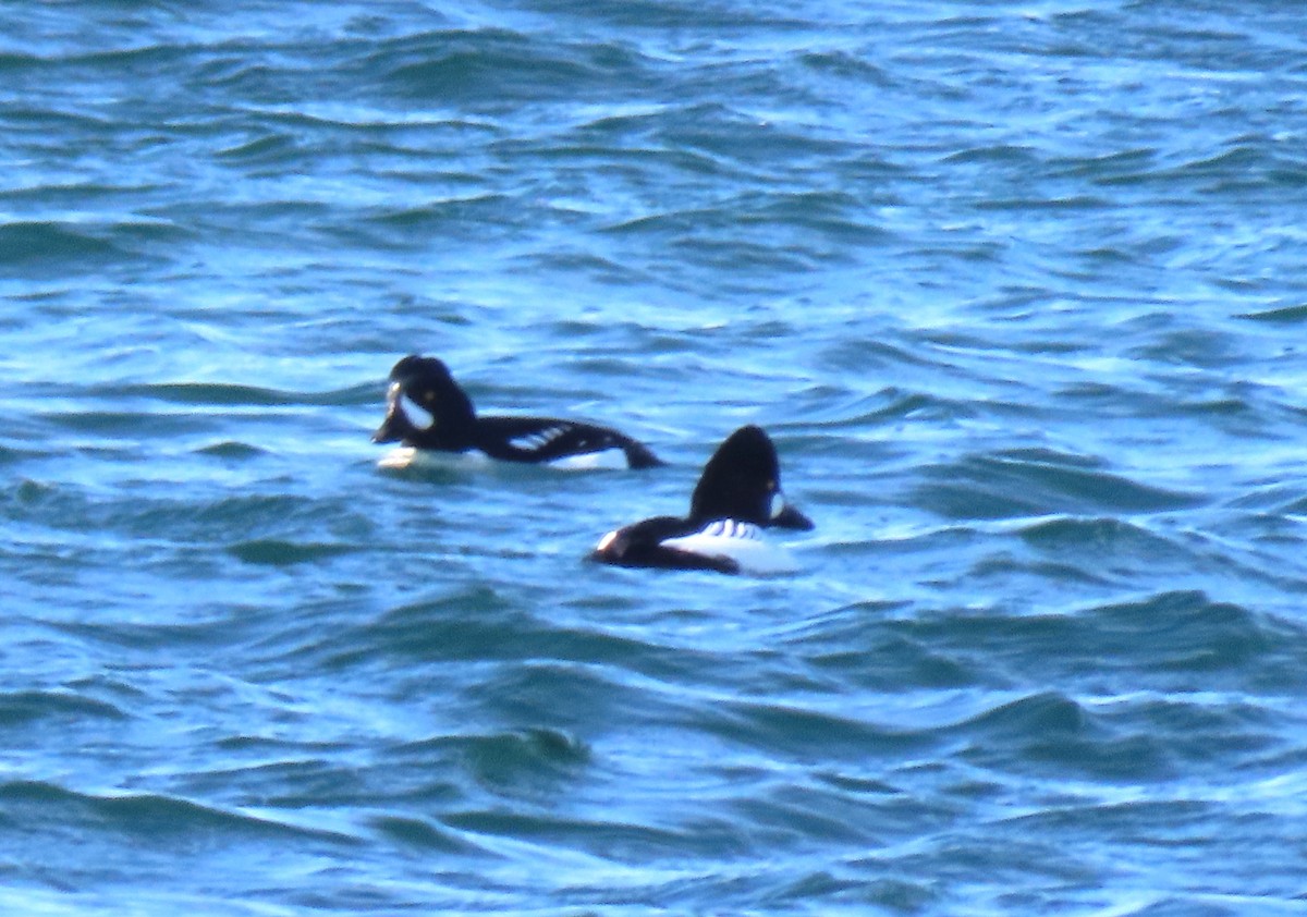 Barrow's Goldeneye - ML416811641