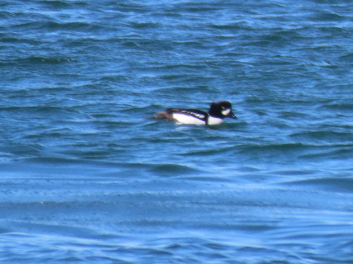 Barrow's Goldeneye - ML416811671