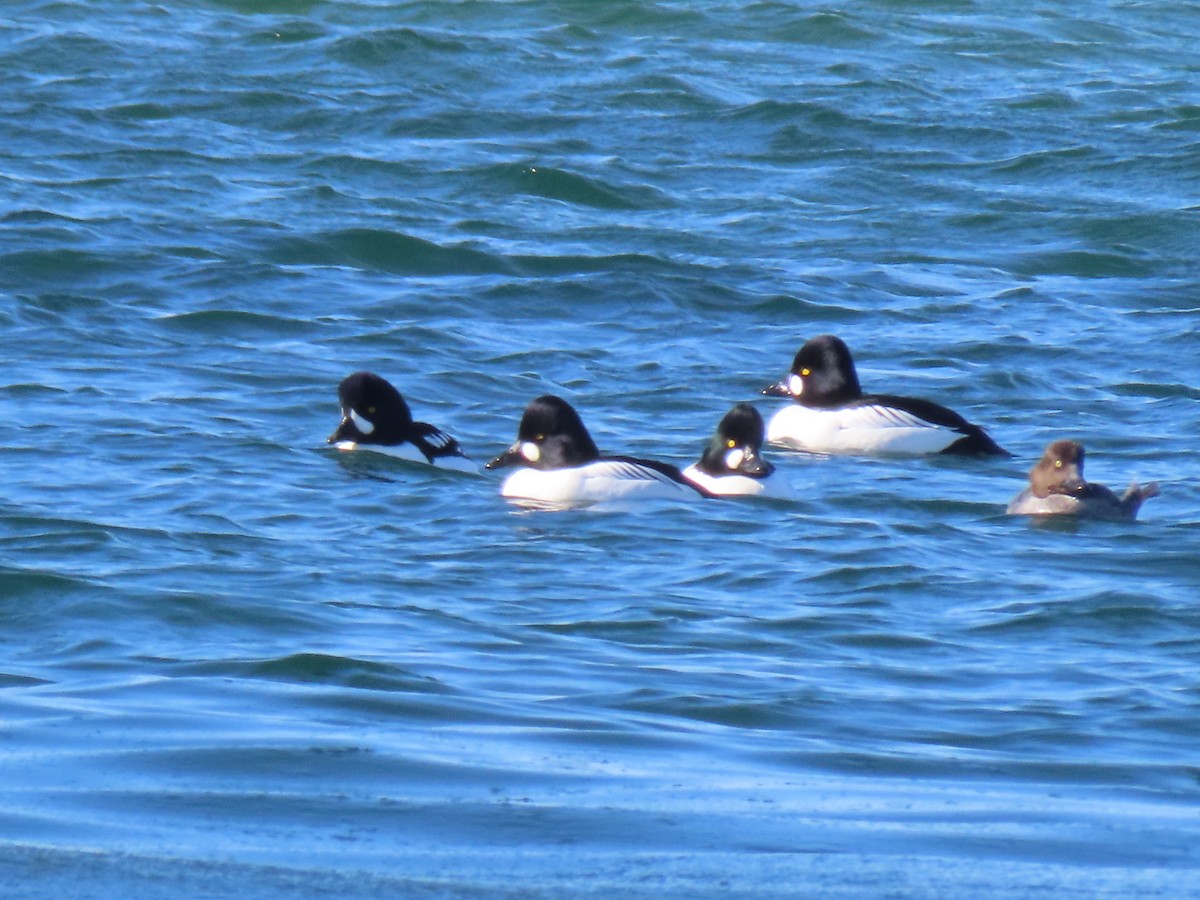 Barrow's Goldeneye - ML416811681