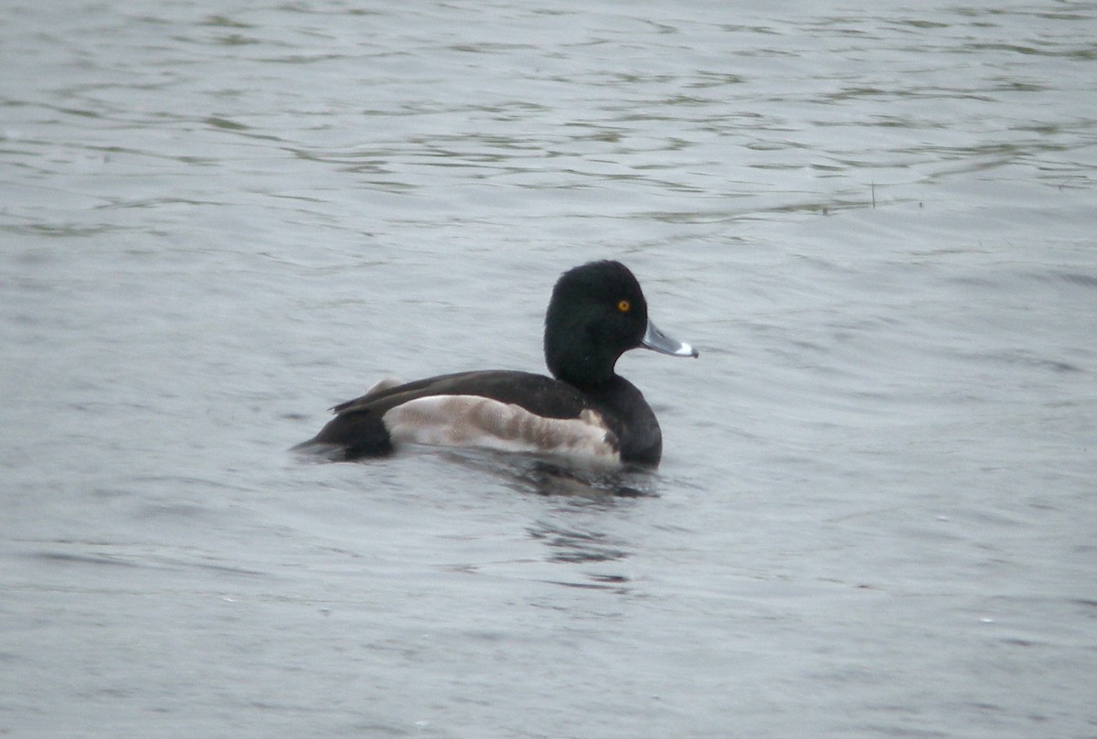 Ring-necked x Tufted Duck (hybrid) - ML416811851