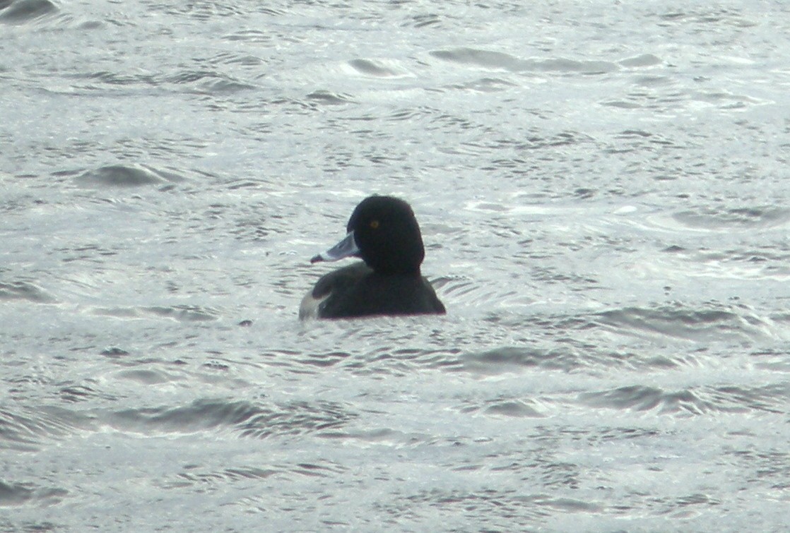 Ring-necked x Tufted Duck (hybrid) - ML416811861