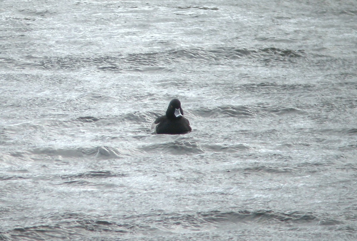 Ring-necked x Tufted Duck (hybrid) - ML416811871