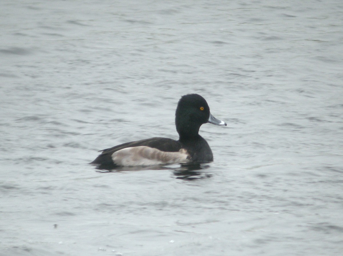 Ring-necked x Tufted Duck (hybrid) - ML416811891