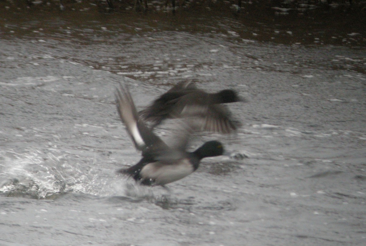 Ring-necked x Tufted Duck (hybrid) - ML416812021