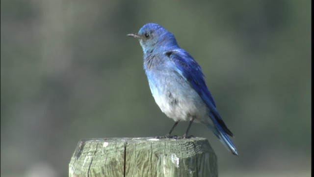 Mountain Bluebird - ML416813
