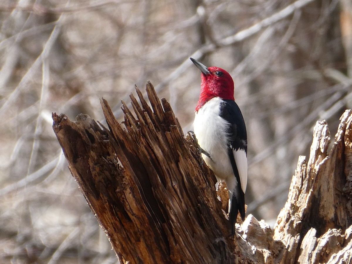 Red-headed Woodpecker - ML416814031