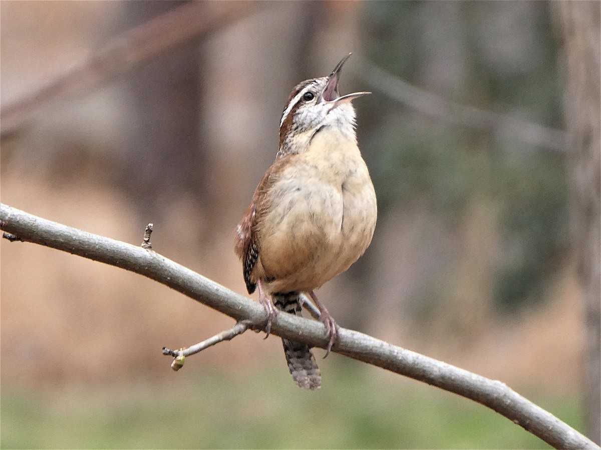 Carolina Wren - ML416814451