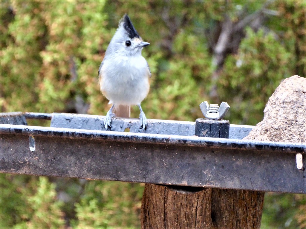 Black-crested Titmouse - Joodie K