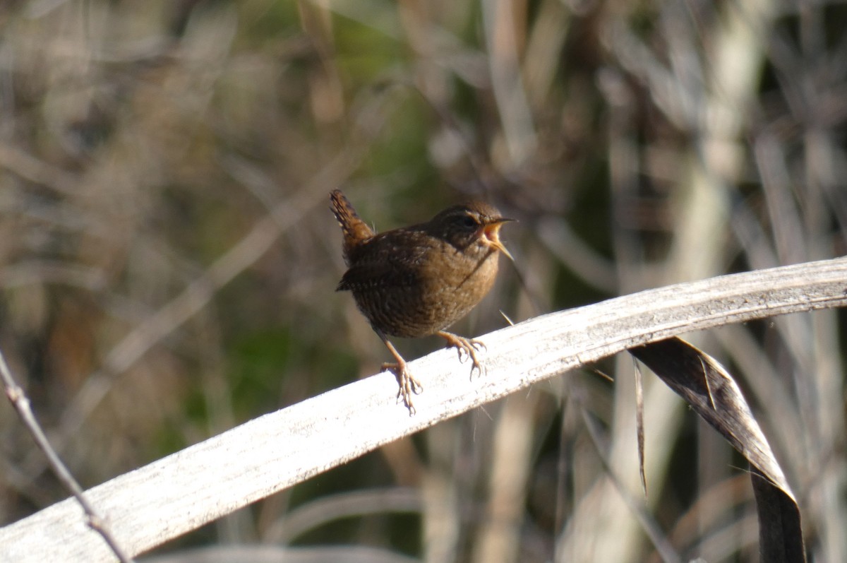 Pacific Wren - ML416815541