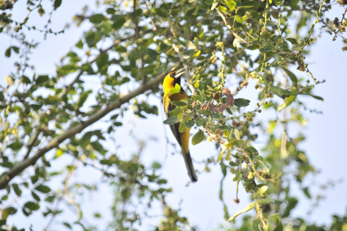 Streak-backed Oriole - ML41681651