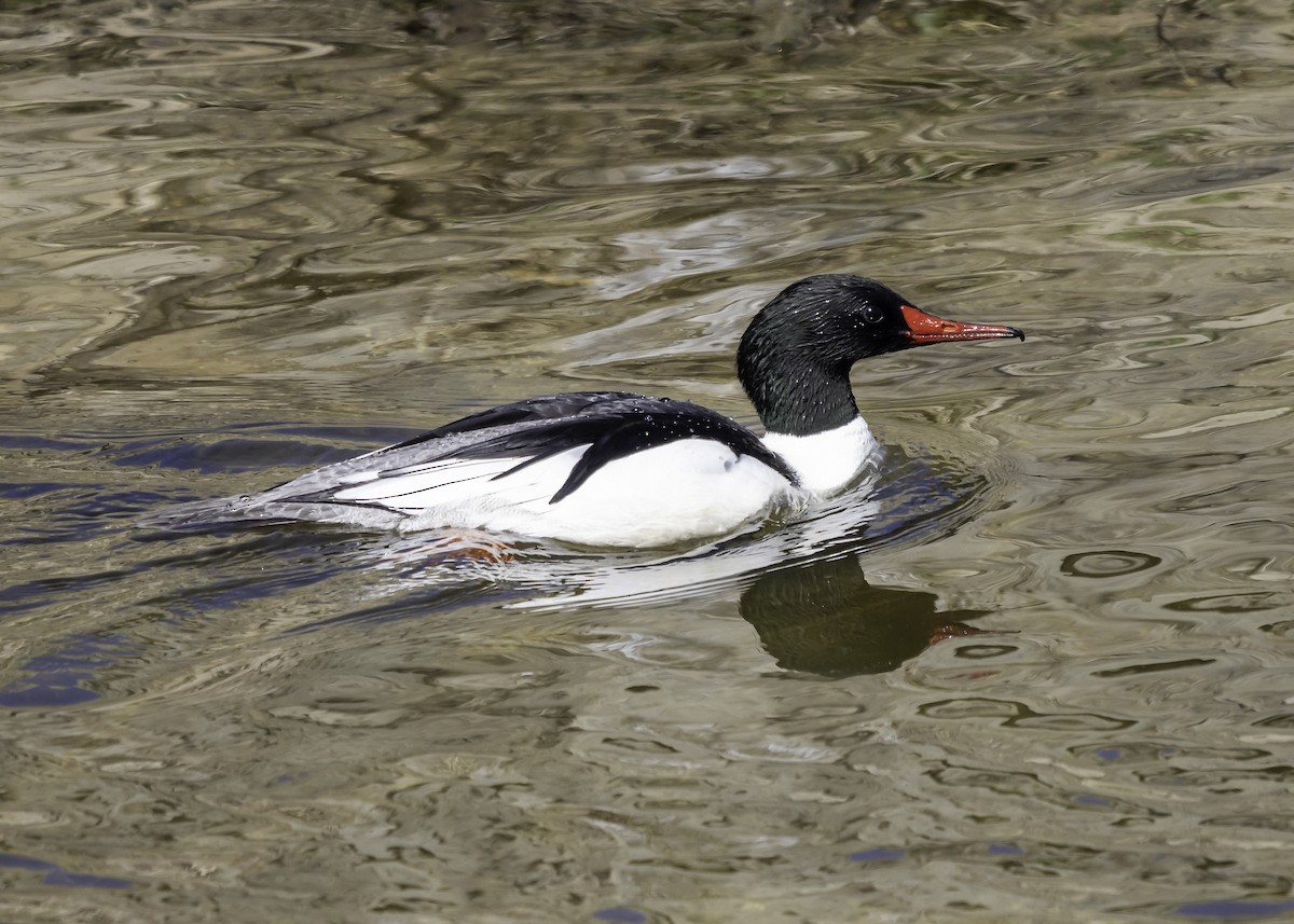 Common Merganser - ML416816611