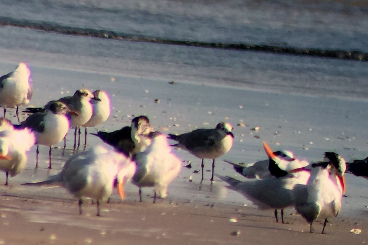 Laughing Gull - John Doty