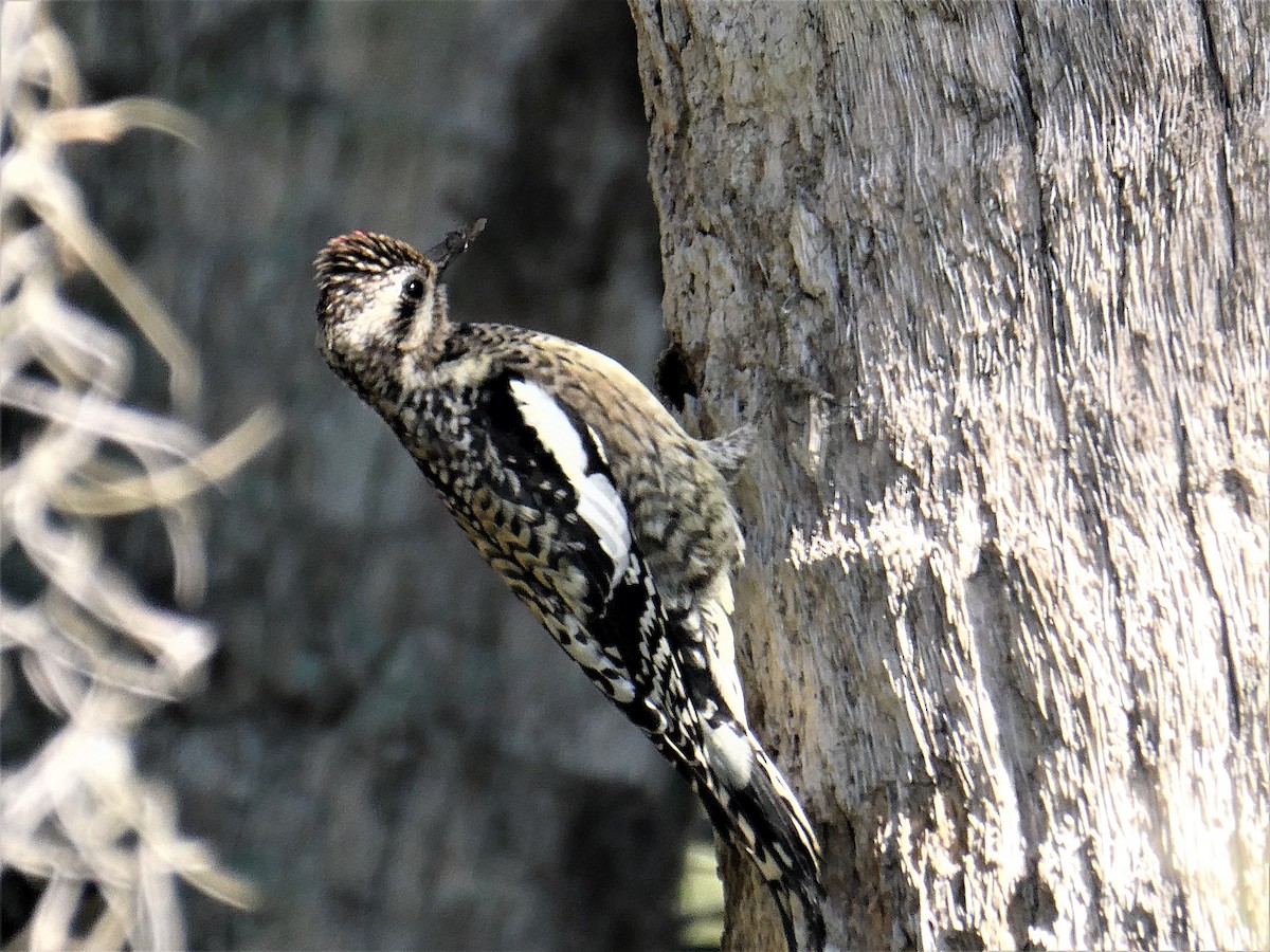 Yellow-bellied Sapsucker - ML416818541