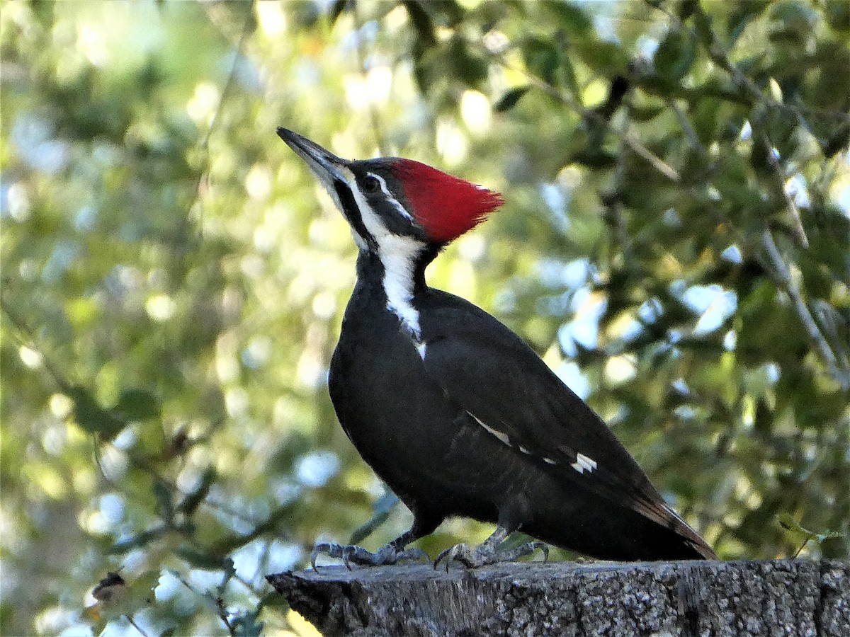 Pileated Woodpecker - ML416819731