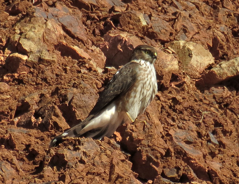 Sharp-shinned Hawk - David Nickerson