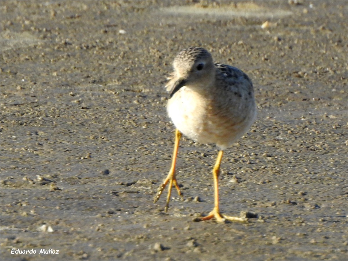 Buff-breasted Sandpiper - ML416820151