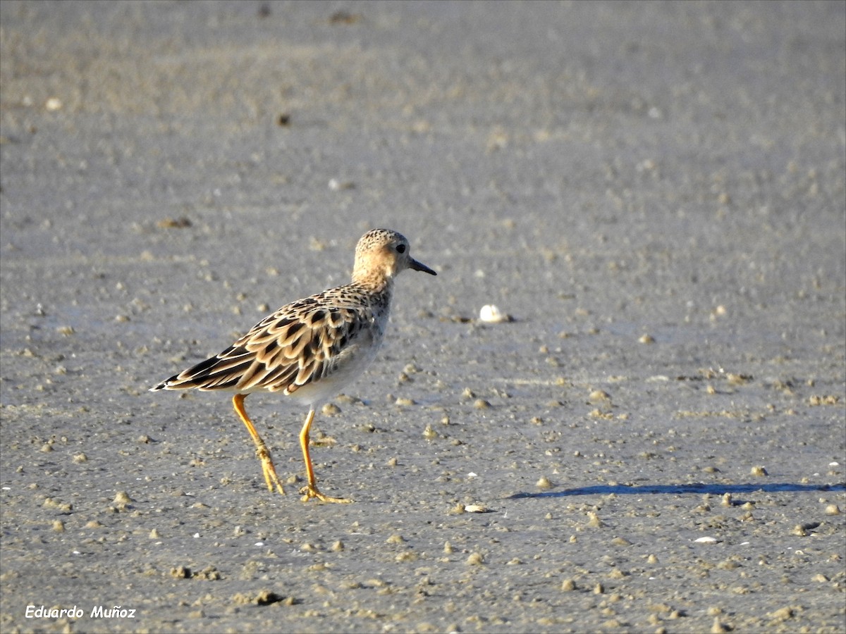 Buff-breasted Sandpiper - ML416820161