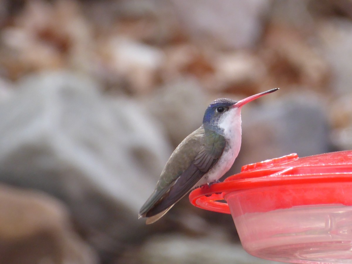 ub. kolibri (Trochilidae sp.) - ML416820701