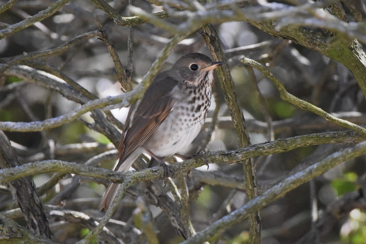 Hermit Thrush - ML416823641