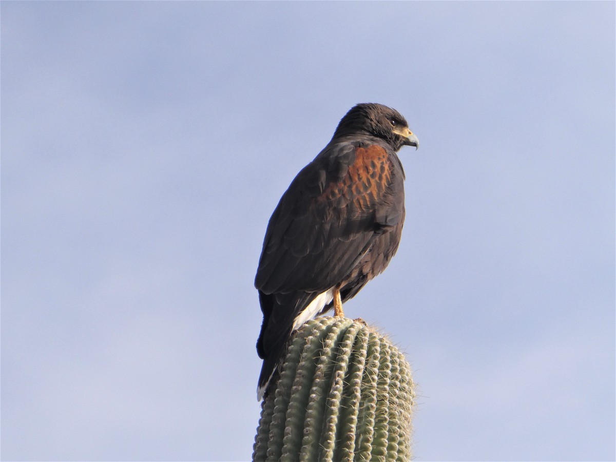 Harris's Hawk - ML416824561