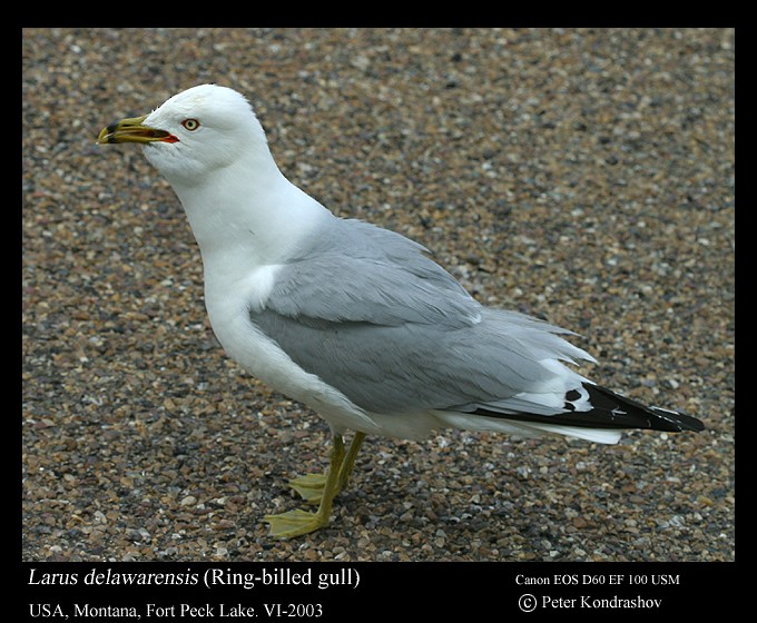 Delawareko kaioa - ML416824751