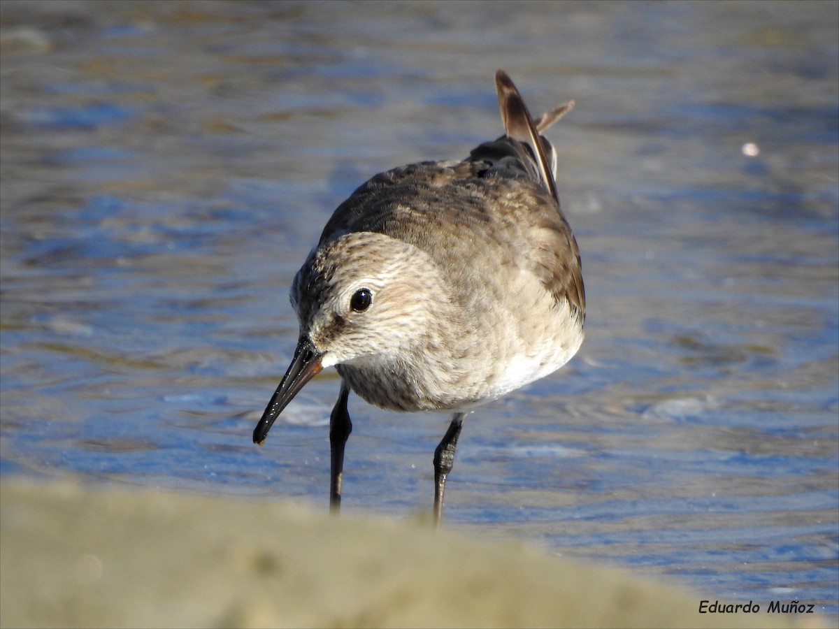 White-rumped Sandpiper - Hermann Eduardo Muñoz