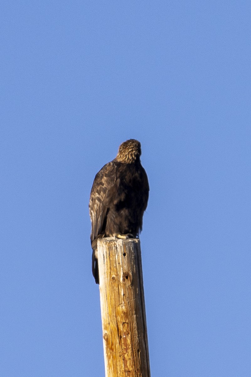 Golden Eagle - Bill Carpenter