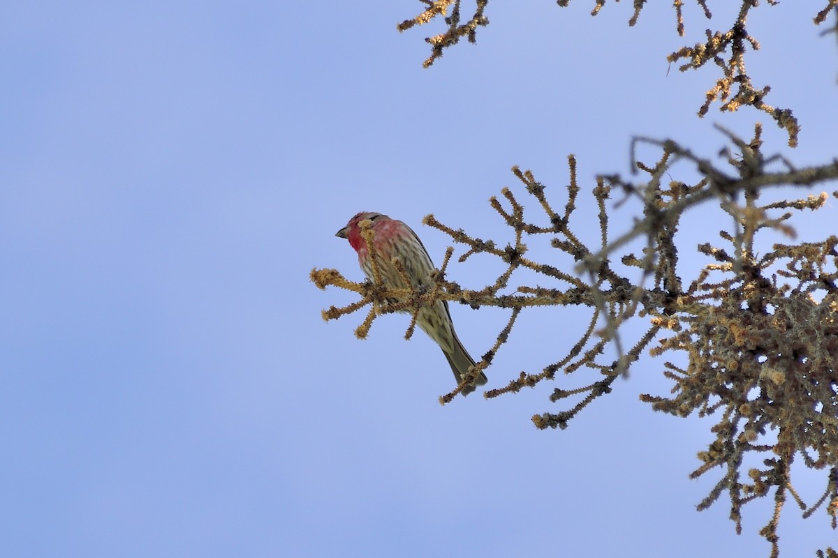 House Finch (Common) - ML416827351