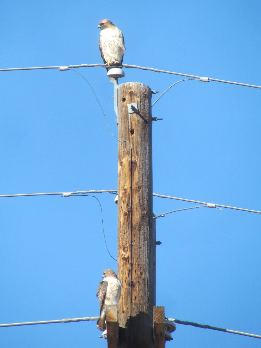 Red-tailed Hawk - ML416827931