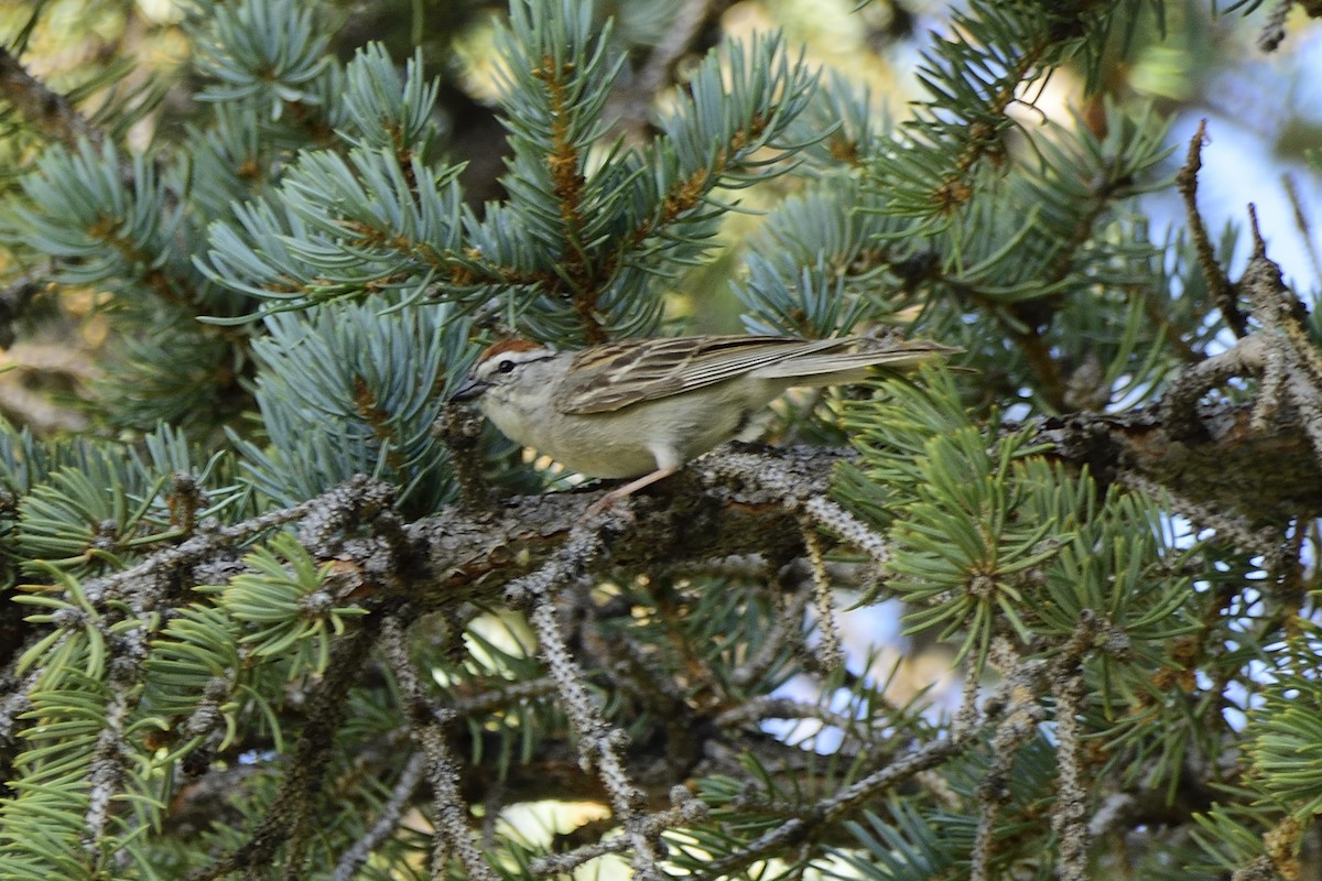 Chipping Sparrow - ML416828181