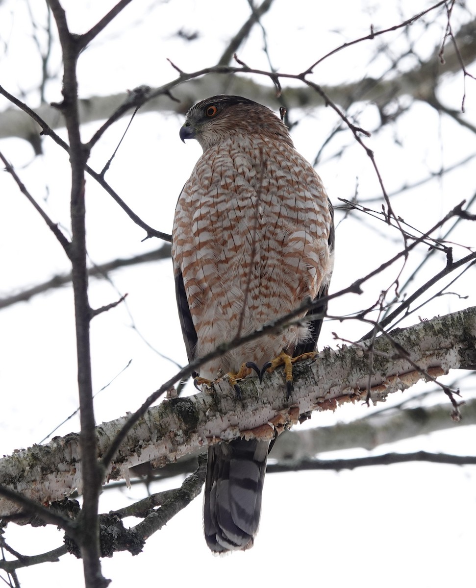 Cooper's Hawk - ML416830171