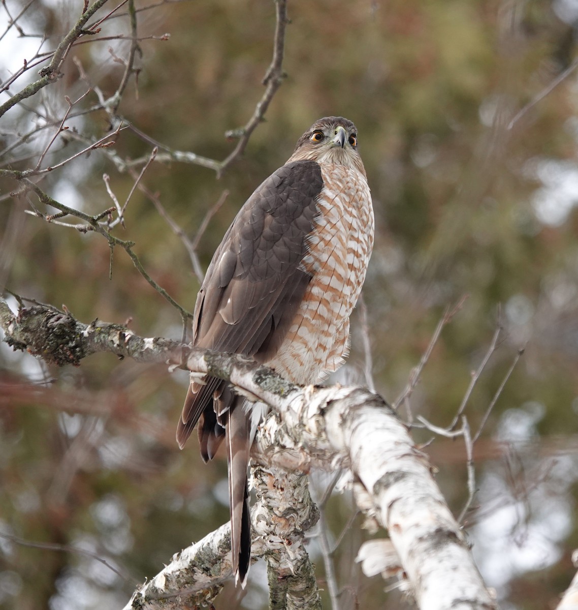 Cooper's Hawk - mc coburn