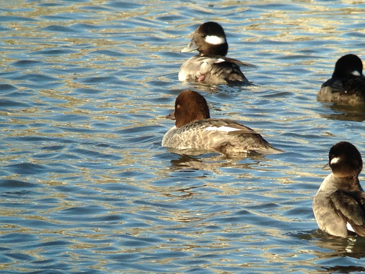 Common Goldeneye - ML41683071