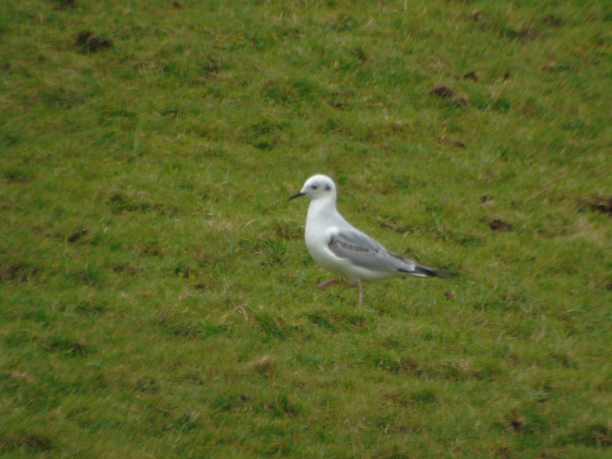 Bonaparte's Gull - ML416833661