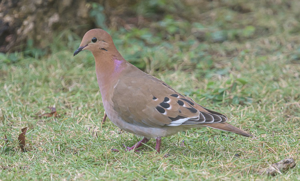 Zenaida Dove - ML416834021