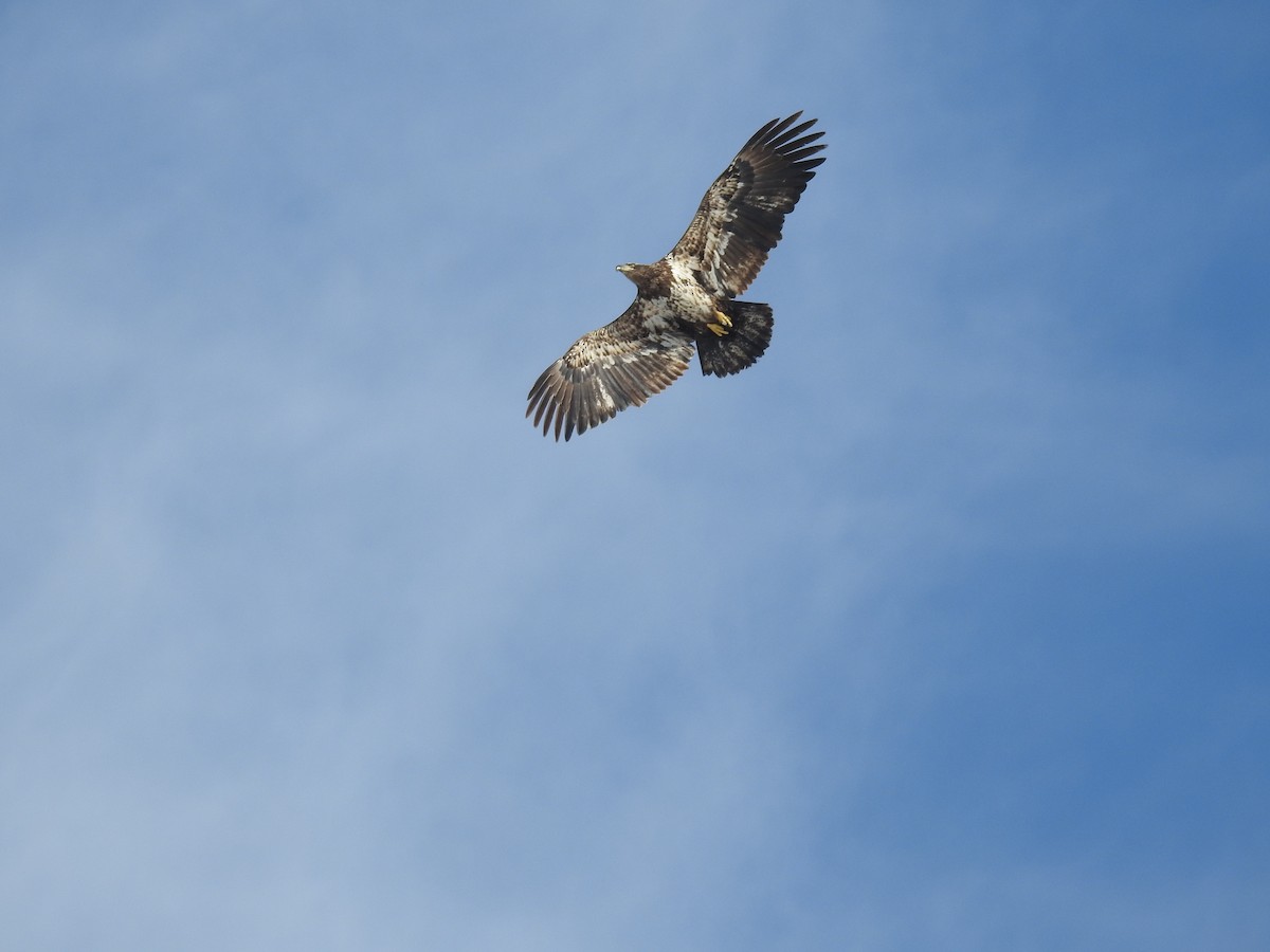 Bald Eagle - ML416834051