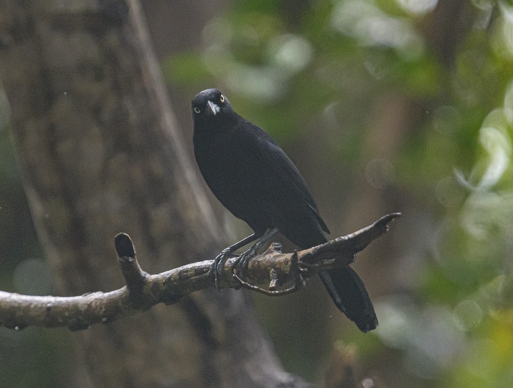 Carib Grackle - ML416834061