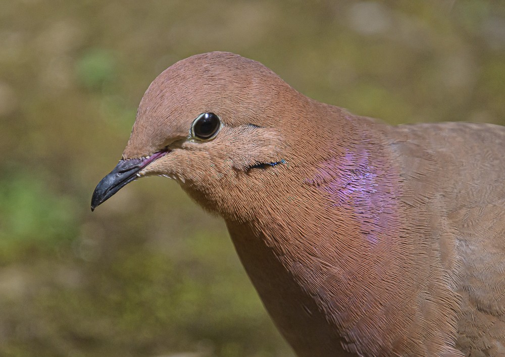 Zenaida Dove - ML416834131