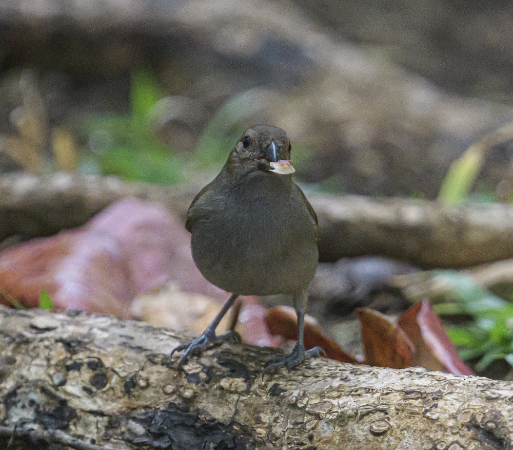Barbados Bullfinch - ML416834151