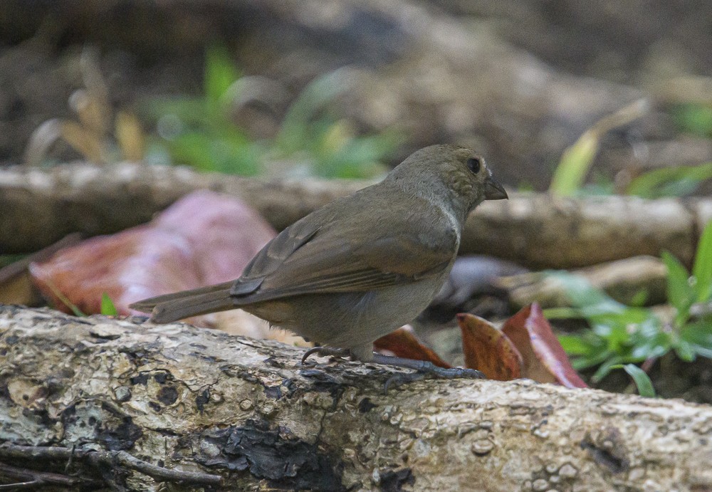Barbados Bullfinch - ML416834161