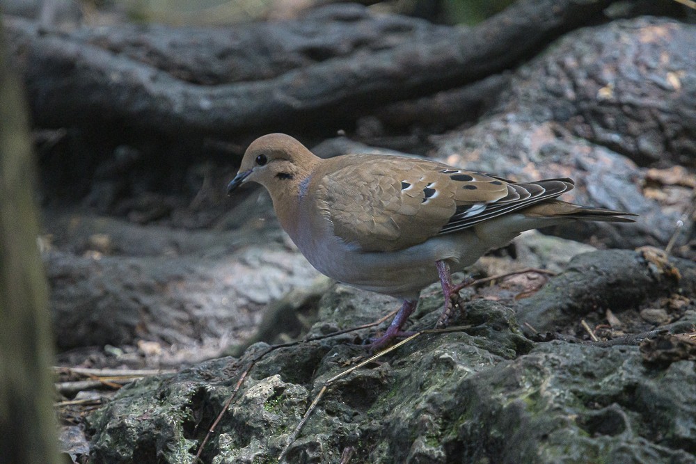 Zenaida Dove - ML416834241
