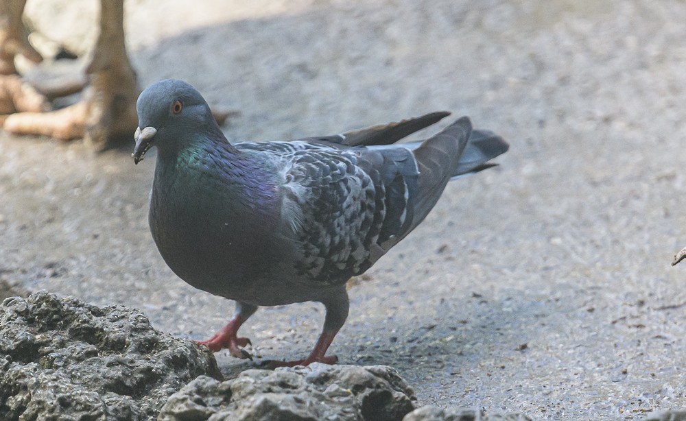 Rock Pigeon (Feral Pigeon) - ML416834271