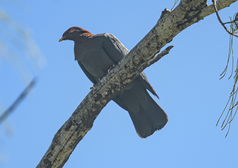 Scaly-naped Pigeon - ML416834301