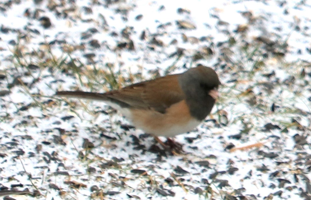 Junco ardoisé (groupe oreganus) - ML416835331