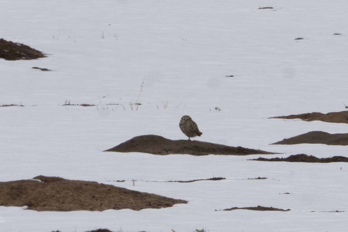 Burrowing Owl - ML416835871